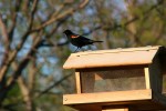 River Bend Nature Center, 80 red-winged blackbird