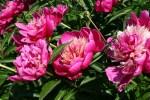 Aspelund Winery & Peony Gardens, 30 pink&nbsp;peonies