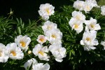 Aspelund Winery & Peony Gardens, 33 white&nbsp;peonies
