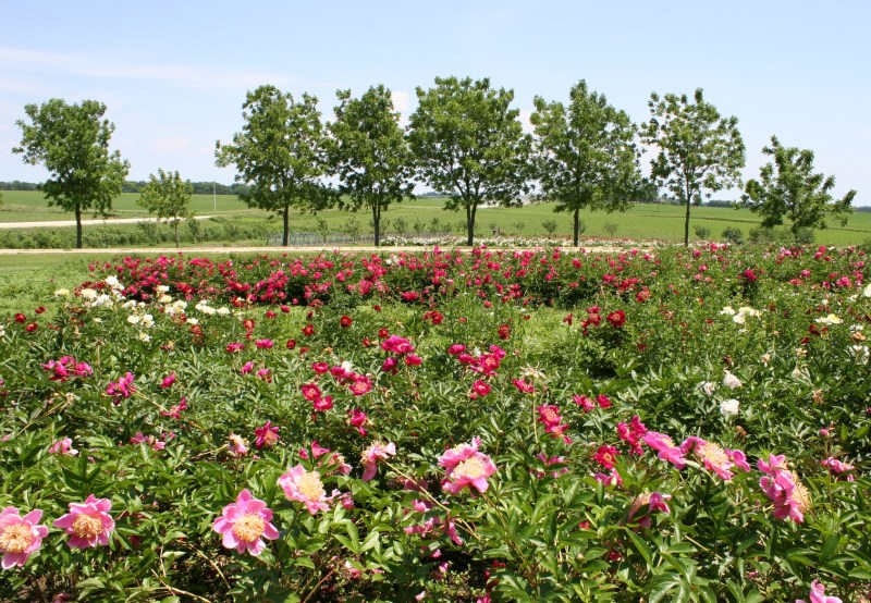 There are rows and rows and rows of peonies.