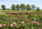 Aspelund Winery & Peony Gardens, 36 peony fields