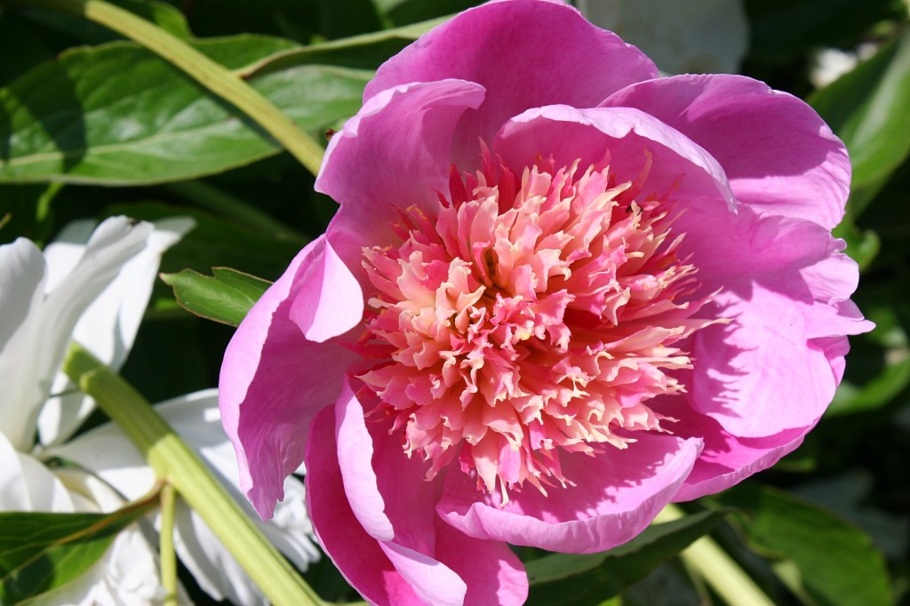 Choosing a favorite peony would be difficult among the 150 varieties.