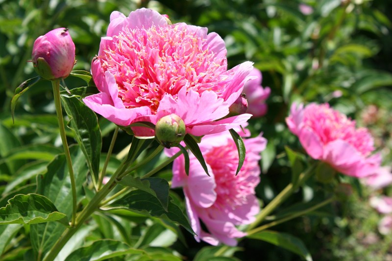 I couldn't get enough of the peonies, even if most were past peak bloom.