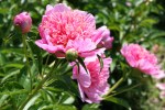 Aspelund Winery & Peony Gardens, 43 pink peonies and buds