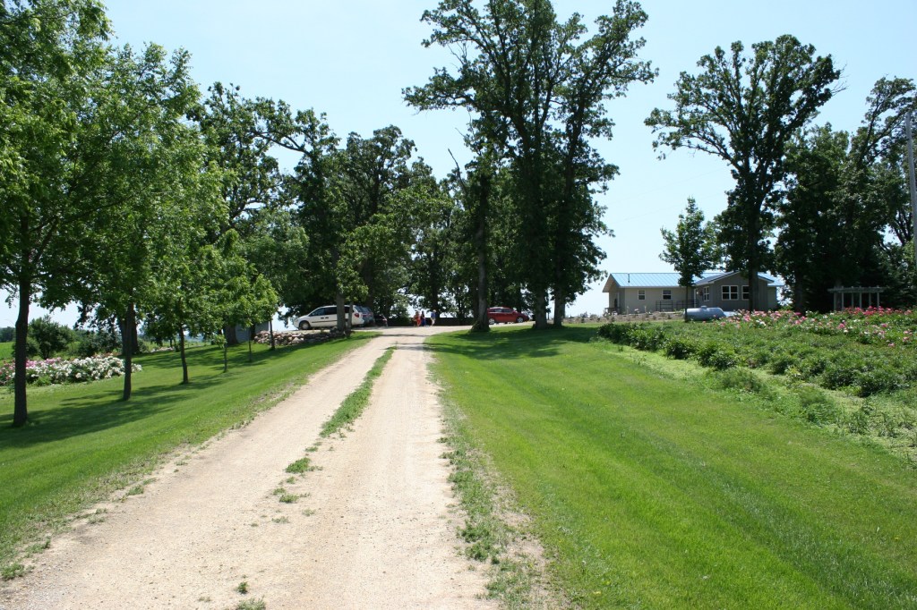 Peony fields line both sides of the gravel driveway and spill into the yard near the tasting room.