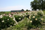 Aspelund Winery & Peony Gardens, 46 peonies &&nbsp;shed