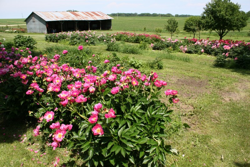 Peony beds mingle between farm buildings on this lovely rural Goodhue County site.