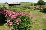 Aspelund Winery & Peony Gardens, 70 peonies and shed