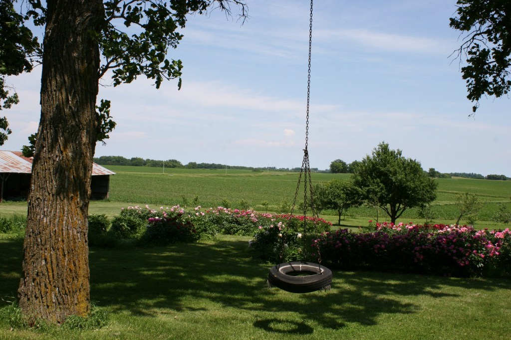 This tire swing, with its chain grown into a tree branch, adds simple country charm to the yard.