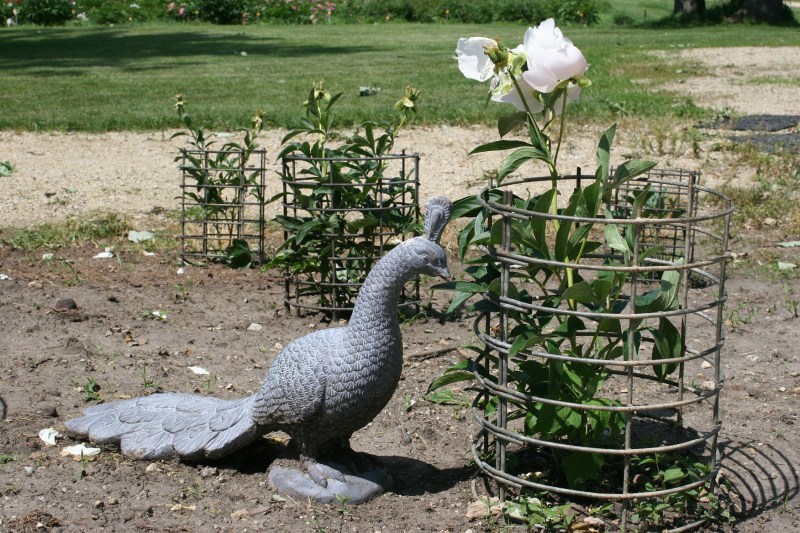 Bruce's hybridized peonies are growing by the tasting room.