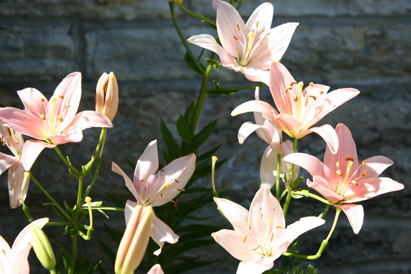 Lovely lilies in a side garden remind me of 