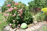 Knish garden, 103 pink hydrangea and green ball