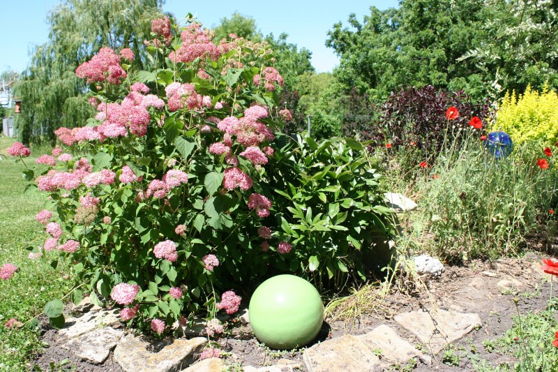 Balls add a playfulness to perennial beds throughout the landscaping.
