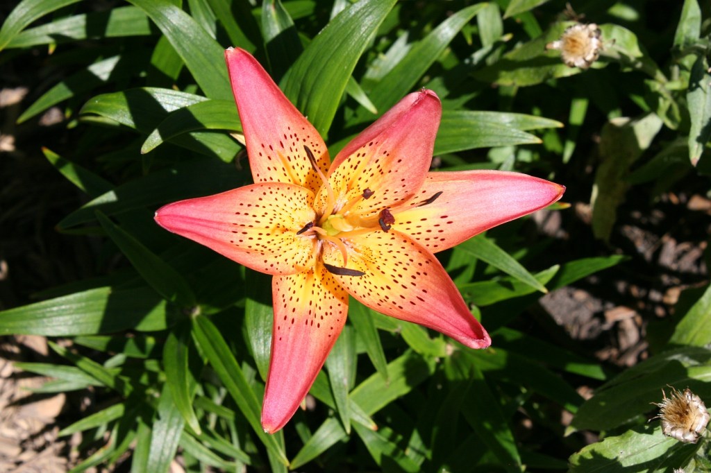 A lily bursts a brilliant hue into the gardens.