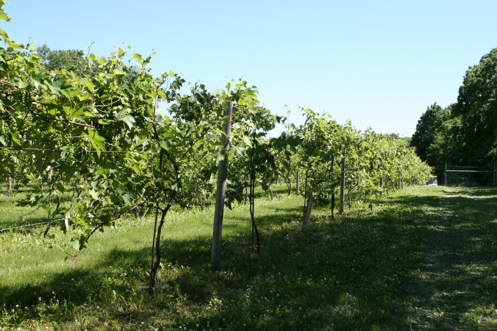 Touring the vineyard.