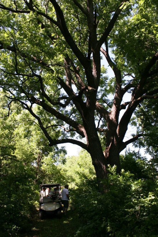 The Minnesota Department of Natural Resources inspected this tree and estimates its age at 200-225 years, one of the oldest walnut trees in Rice County.