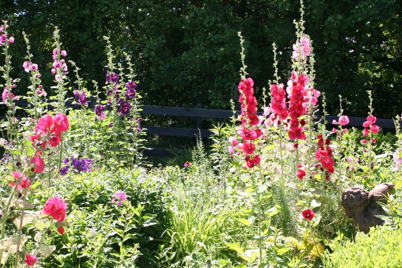 Old-fashioned Holly Hocks rise to the summer sky.