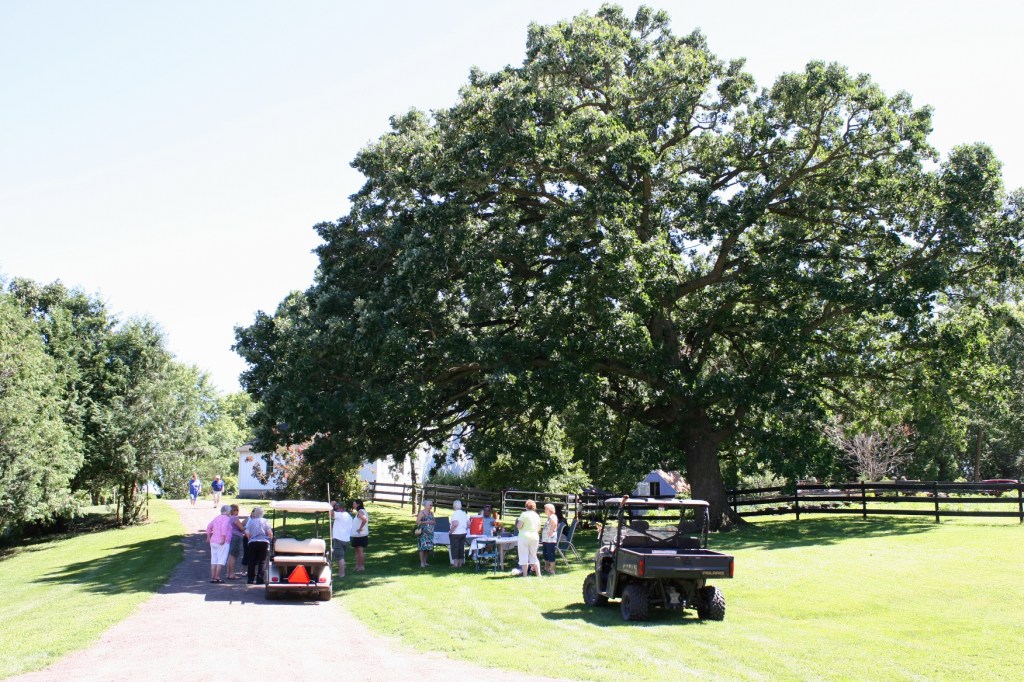 Garden tour guests visit under a towering oak.