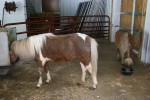 Little ponies, Sibley Park,&nbsp;Mankato