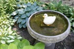 McAdam garden, 73 bird bath &&nbsp;hosta