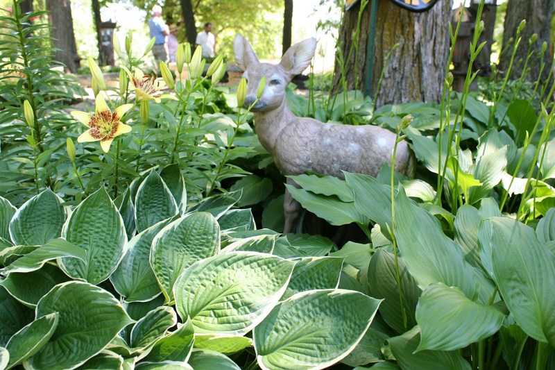 Hostas thrive in the full and dappled shade of the McAdam's yard.