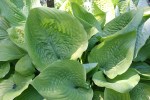McAdam garden, 84 elephant ear&nbsp;hosta