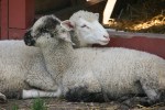Sibley Farm, 112 sheep&nbsp;snuggling