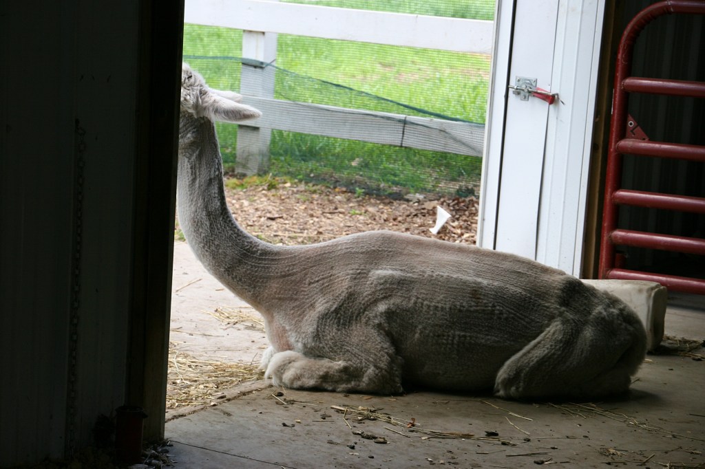 A shorn alpaca.