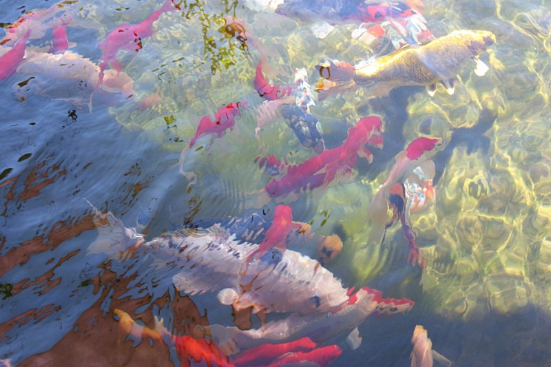 Sixty to seventy fish (guppies and koi) swim in the Siegfrieds' pond.