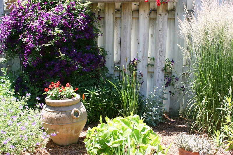 Siegfried garden, 23 clematis, etc.