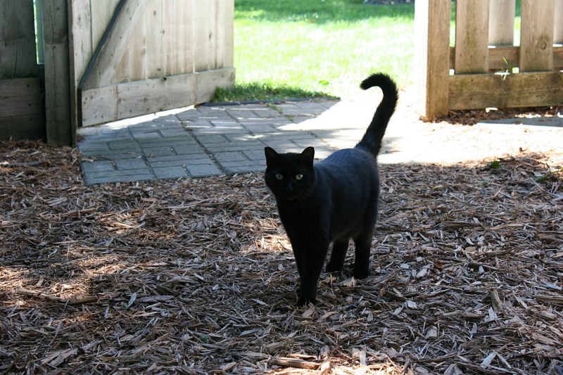 Shadow the cat greeted garden tour visitors.