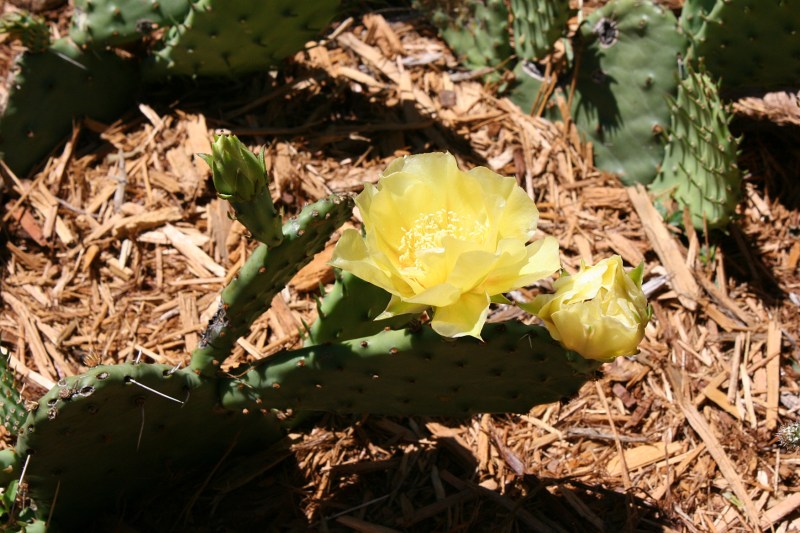 The Prickly Pear Cactus, which will winter over in Minnesota (and is native to sections of southwestern Minnesota) grows in the Southwest Garden. Mike nearly gave up on the plant ever bloomig