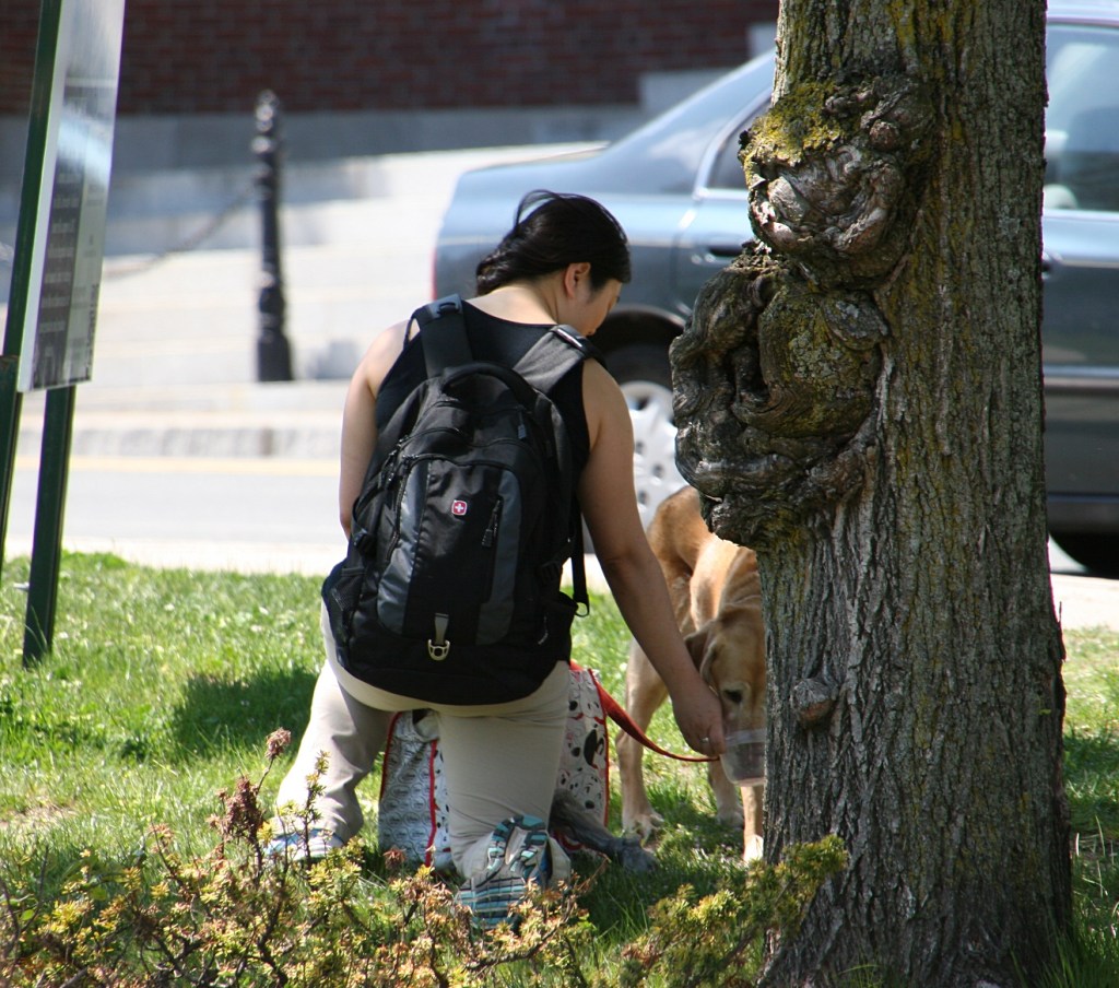 Snapshots, 334 watering dog in Meford, MA.