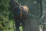 Amish, 190 horse & buggy&nbsp;close-up