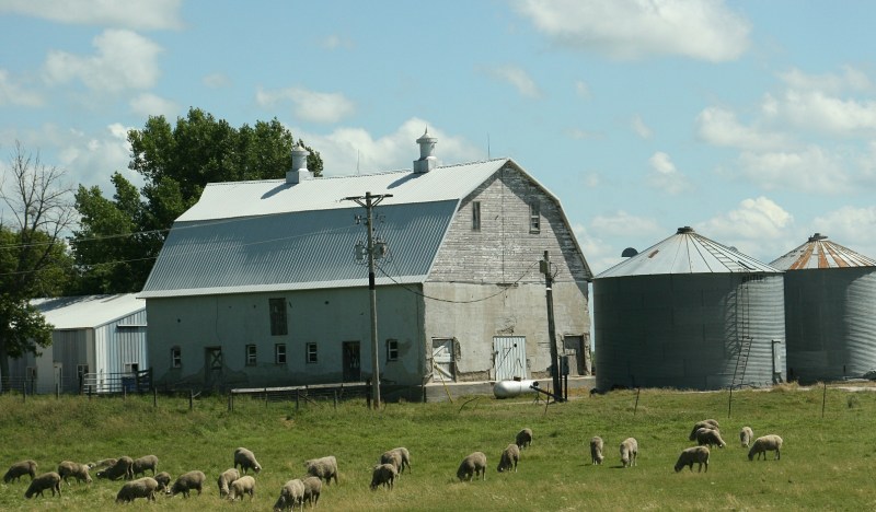 Barn, 132 sheep and barn between Morton & Olivia
