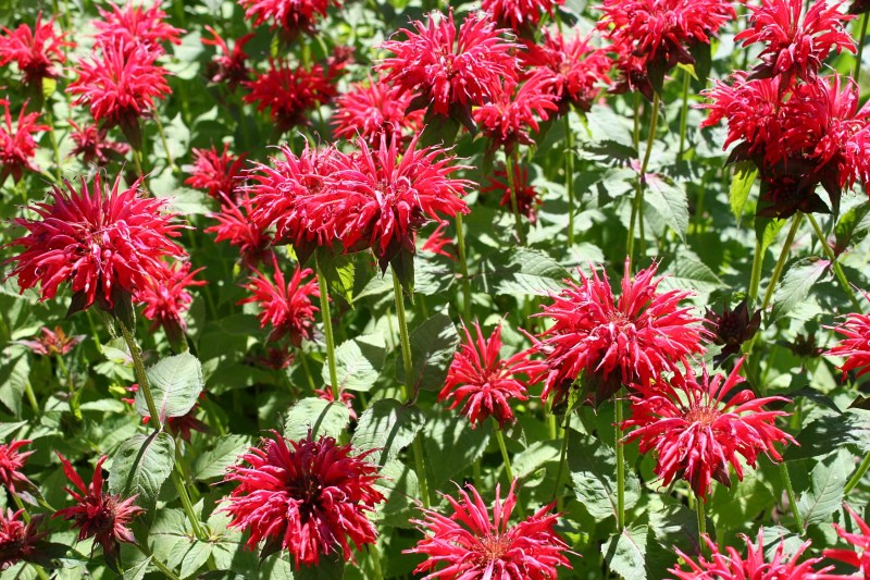 Bee balm jolts color into the front yard.