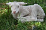 Shepherd’s Way Farms, 111 white lamb