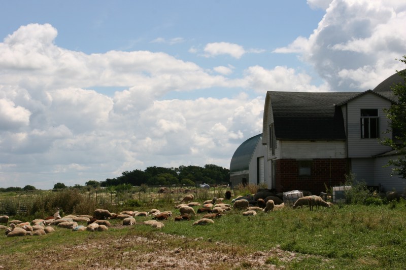 Shepherd's Way Farms, 127 sheep by barn