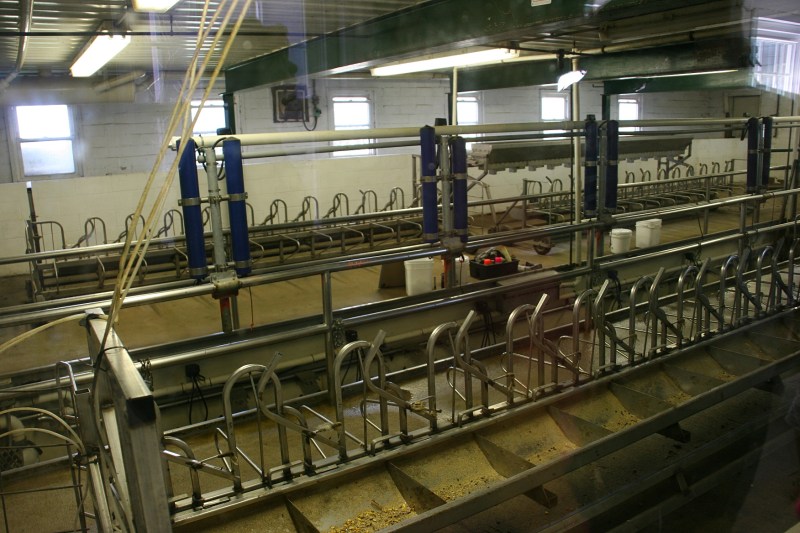Looking through a window, visitors get a look at the area where the sheep are secured and fed during milking.