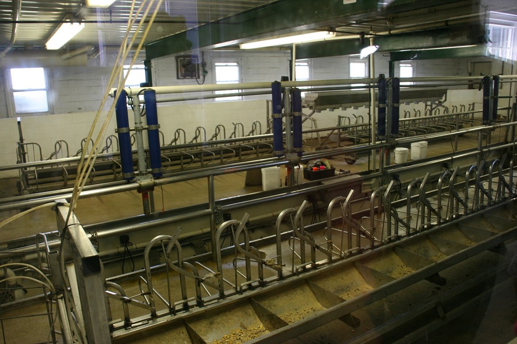 Looking through a window, visitors get a look at the area where the sheep are secured and fed during milking.
