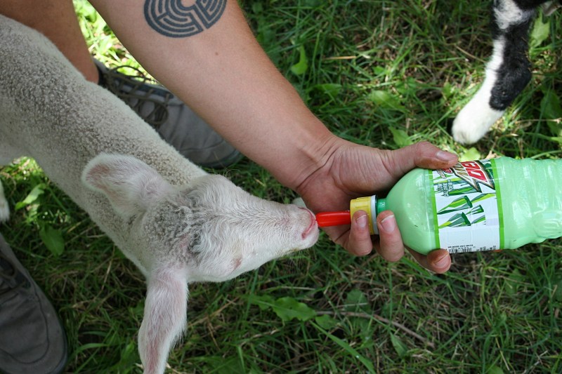 Shepherd's Way Farms, 150 bottle feeding lamb