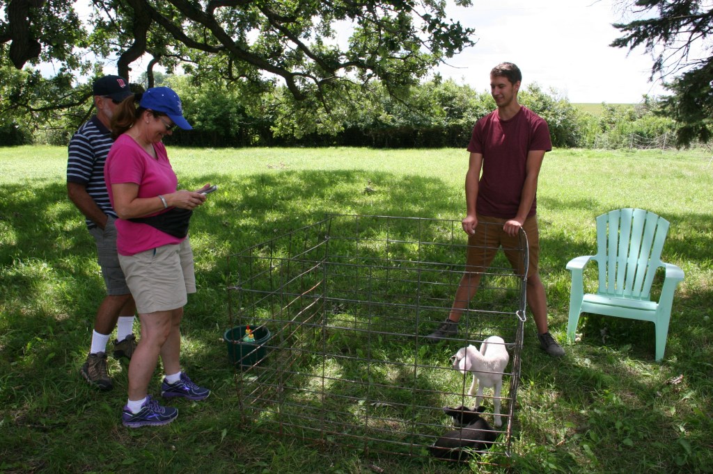 Shepherd's Way Farms, 151 penned lambs