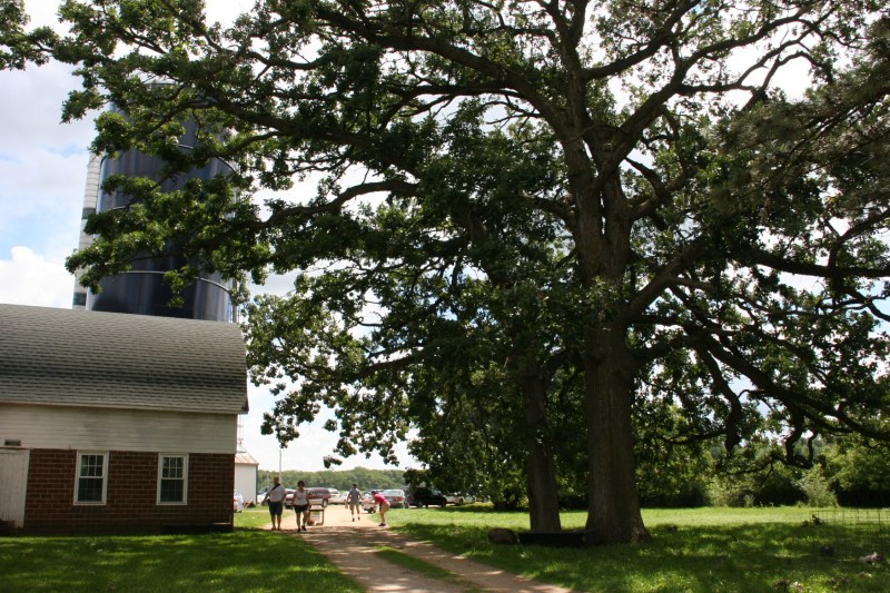 Incredible aged oaks tower near the old barn.