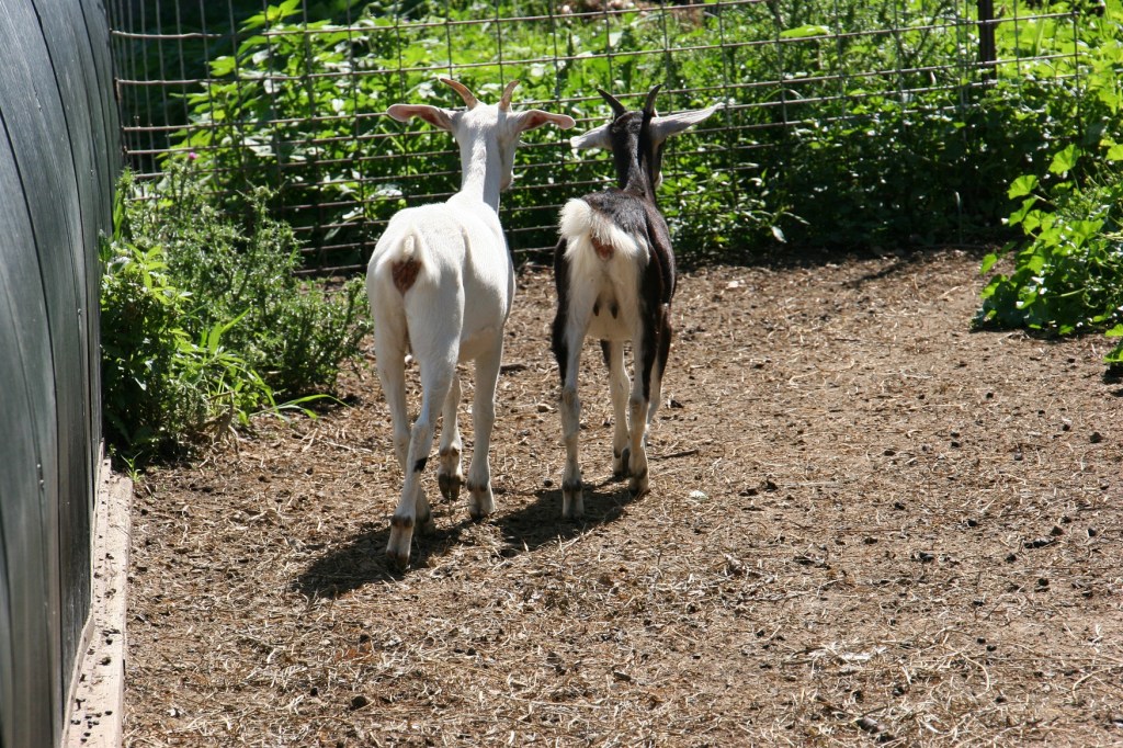 Simple Harvest Organic Farm, 15 back ends of goats