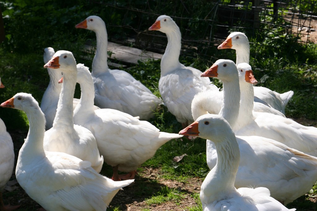 Simple Harvest Organic Farm, 17 geese close-up