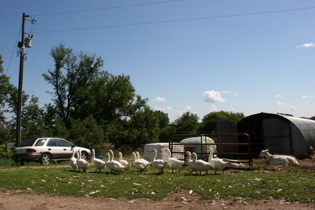 Simple Harvest Organic Farm, 18 geese walking