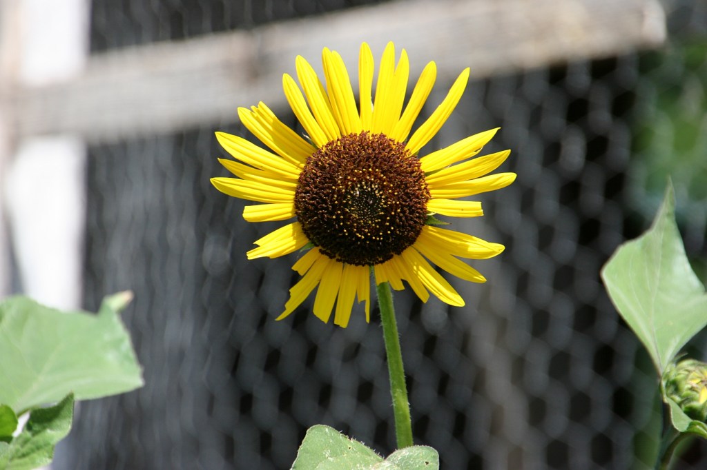 I photographed this sunflower by the chicken coop.