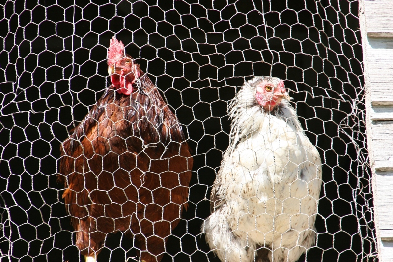 This pair peered through chicken wire in a chicken coop window.