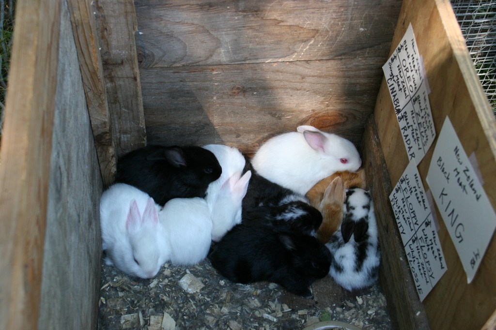 Simple Harvest Organic Farm, 43 bunnies