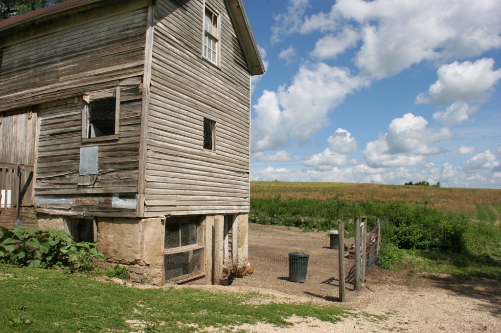 This weathered building houses the chickens, who roam inside and out.